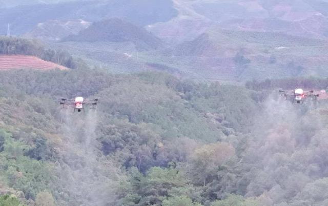 黄脊竹蝗|云南蝗灾覆盖面积达119244亩！7月至8月爆发可能性大，如何防治？