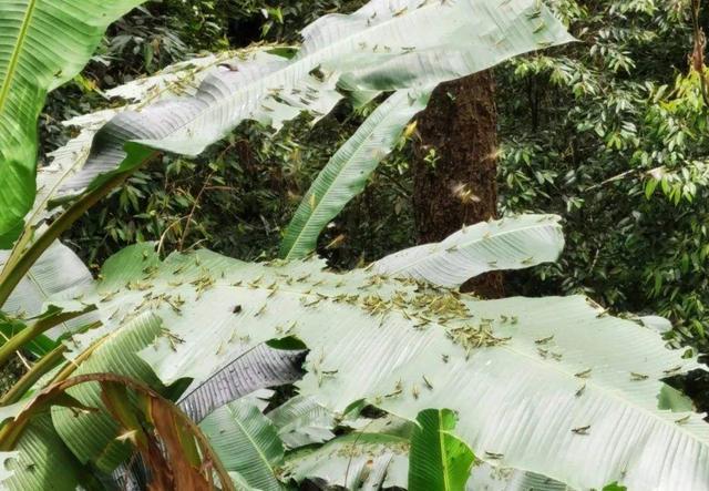 黄脊竹蝗|云南蝗灾覆盖面积达119244亩！7月至8月爆发可能性大，如何防治？