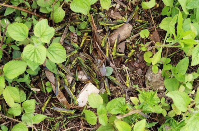 黄脊竹蝗|云南蝗灾覆盖面积达119244亩！7月至8月爆发可能性大，如何防治？