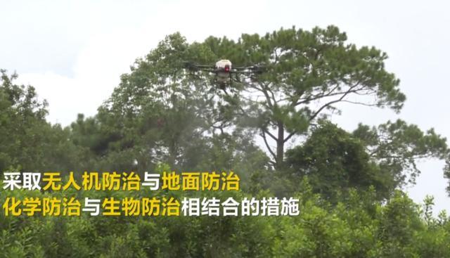 黄脊竹蝗|云南蝗灾覆盖面积达119244亩！7月至8月爆发可能性大，如何防治？