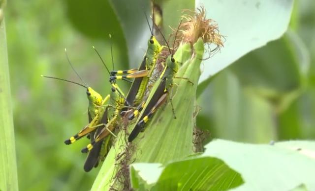 黄脊竹蝗|云南蝗灾覆盖面积达119244亩！7月至8月爆发可能性大，如何防治？