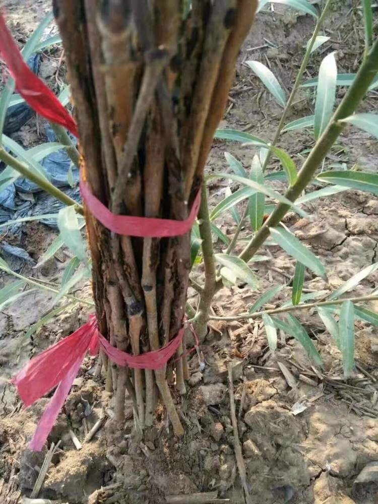 金蝉|养殖金蝉赚钱吗，我们该如何养殖，需要注意哪些事项？
