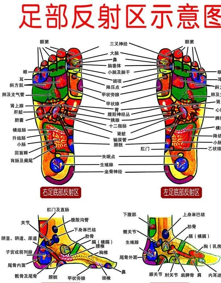 足部各反射區位置操作手法和作用