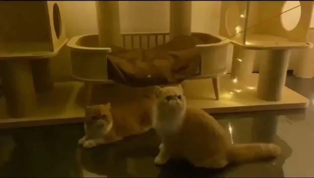 章子怡|章子怡两亿豪宅曝光，宫廷级装修太奢华，三层小楼还带泳池花园