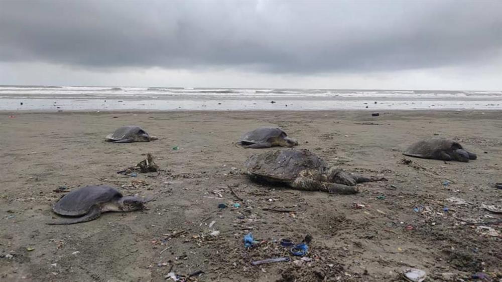 海龟|160只海龟被垃圾困住集体冲上岸 仔细一看头都没了