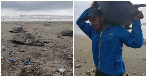 海龟|160只海龟被垃圾困住集体冲上岸 仔细一看头都没了