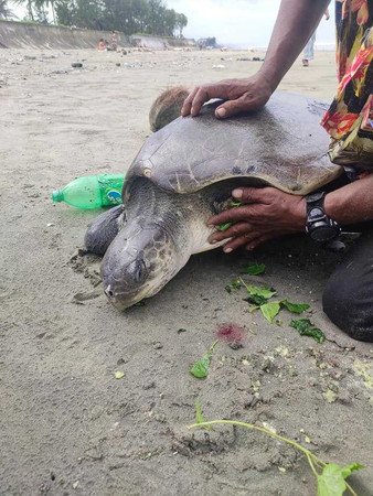海龟|160只海龟被垃圾困住集体冲上岸 仔细一看头都没了