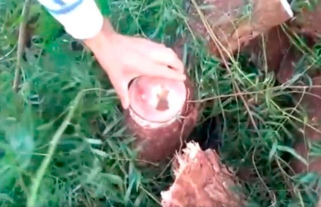 耶稣|巴西伐木工砍树，谁料切面竟浮现栩栩如生的耶稣像，大呼上帝显灵