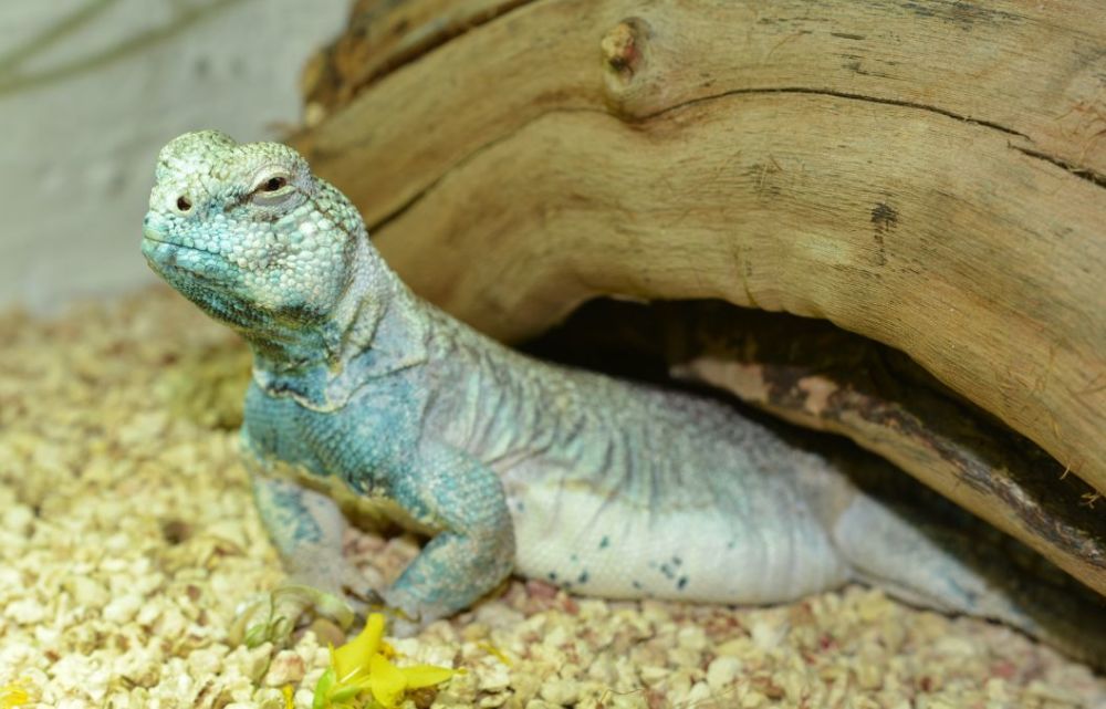 来自阿拉伯半岛的皮皮虾uromastyxthomasi