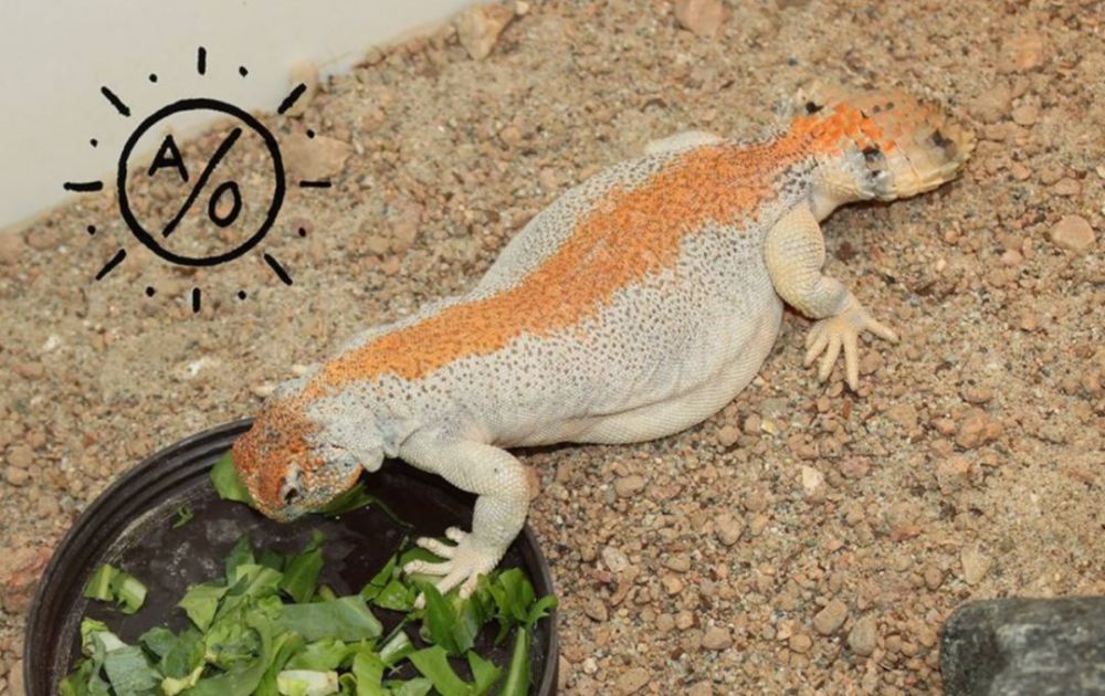 狐狸的外国小伙伴arids饲养了四年的雌性汤玛士王者蜥爱马仕虽好,有钱