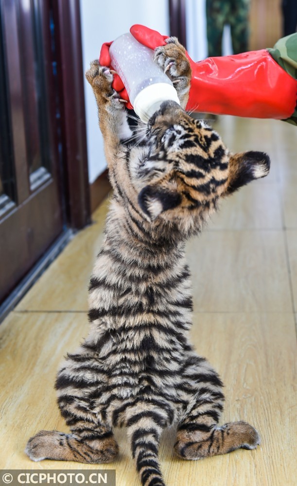 河南省洛阳市王城公园动物园,三只华南虎幼崽在进食.