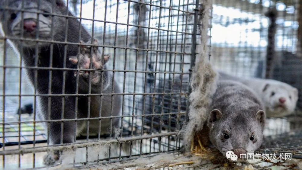 新冠病毒|Science：进化超级慢的新冠病毒，到现在变得如何了？