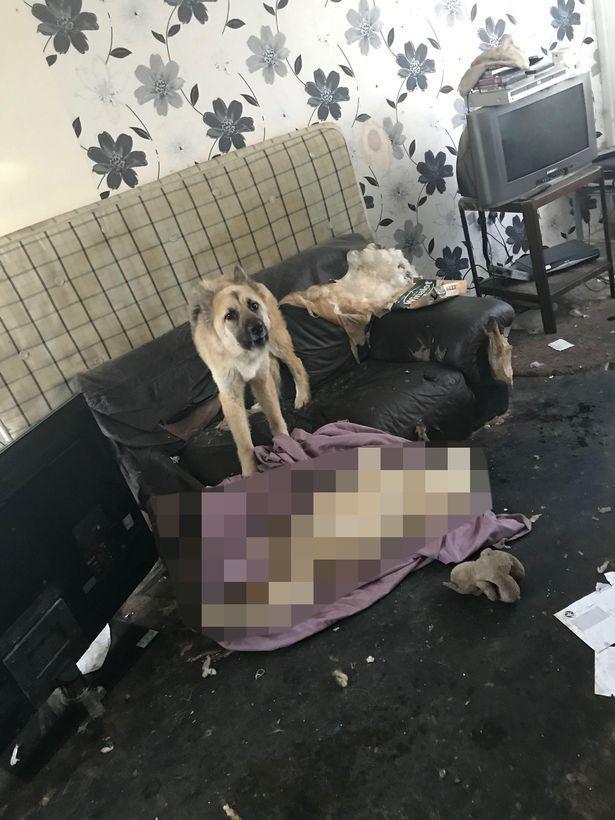 迈克尔·沃伦|英国男子因虐狗入狱，将德牧饿死家中，令其与腐肉排泄物为邻