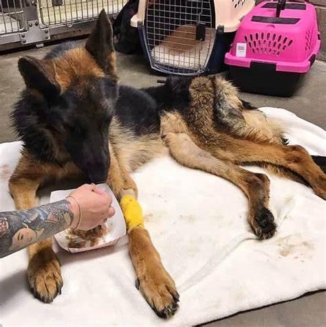 迈克尔·沃伦|英国男子因虐狗入狱，将德牧饿死家中，令其与腐肉排泄物为邻