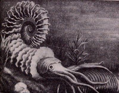 章鱼|章鱼应该来自外星？多个研究表明，科学家的怀疑或许是对的