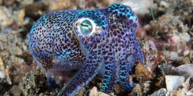 章鱼|章鱼应该来自外星？多个研究表明，科学家的怀疑或许是对的