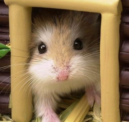 塔罗占卜选一个你喜欢的仓鼠测你在感情里会被人甩几次