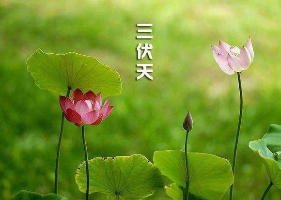 农村|今天开始入伏，农村老人说：“入伏有5怕”，分别是啥呢