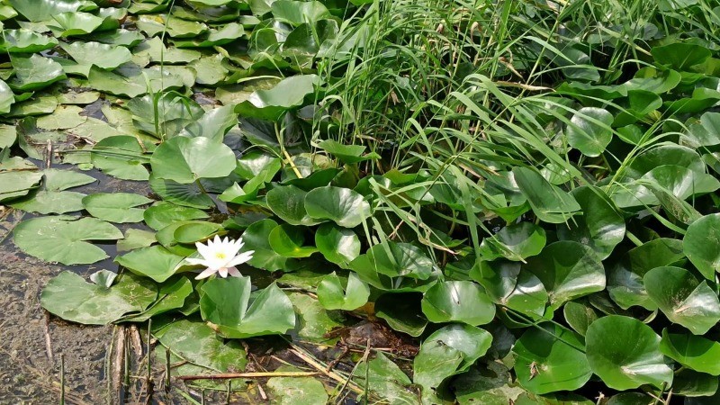 门城湖公园|数伏头一天，门城湖美景吸引市民消夏避暑