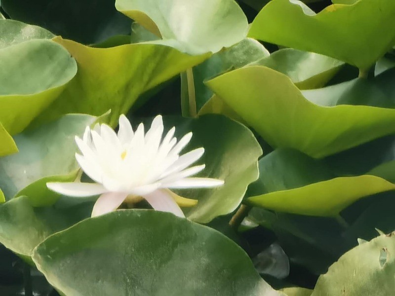 门城湖公园|数伏头一天，门城湖美景吸引市民消夏避暑