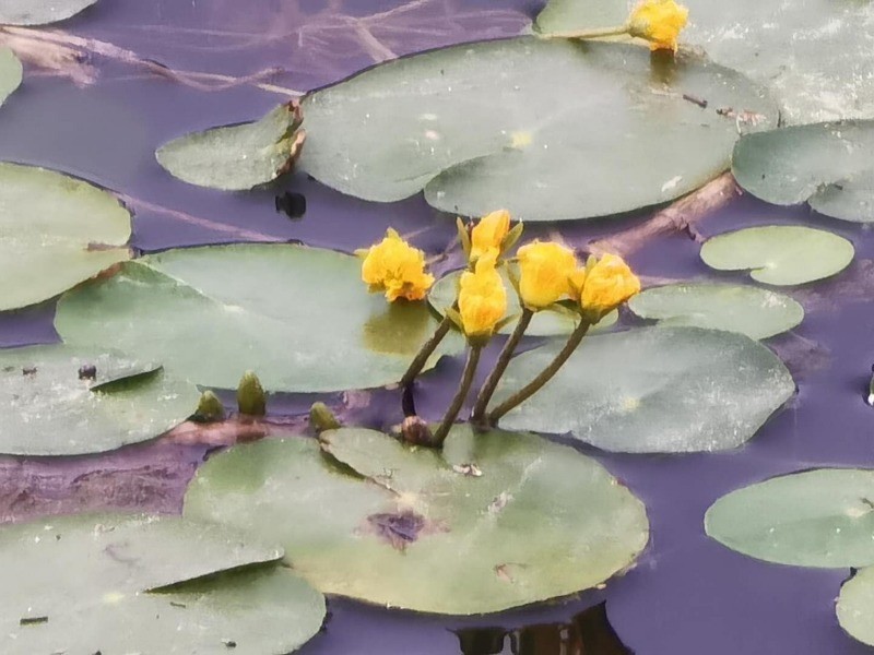 门城湖公园|数伏头一天，门城湖美景吸引市民消夏避暑