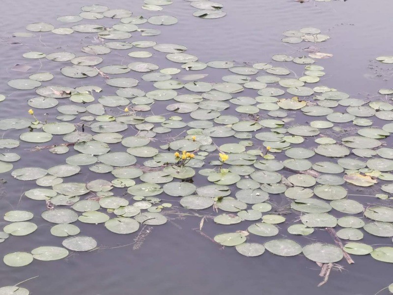 门城湖公园|数伏头一天，门城湖美景吸引市民消夏避暑