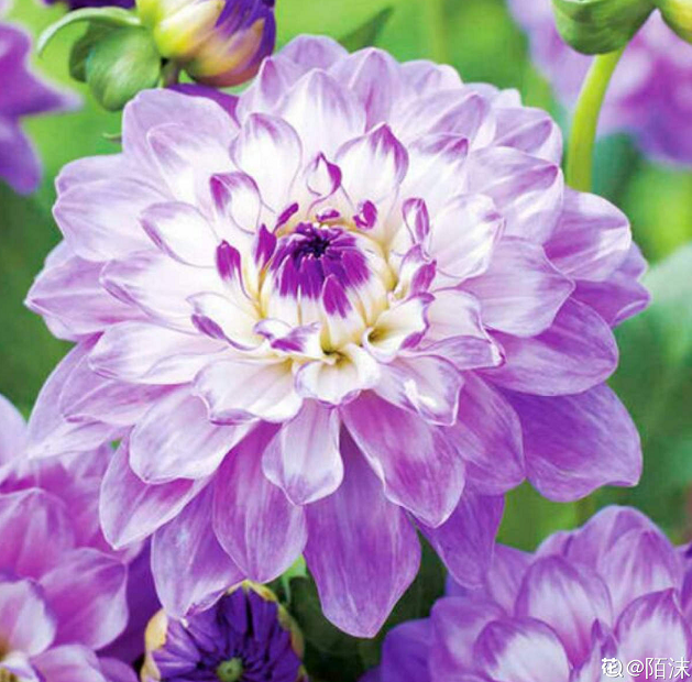 这花只需种一次 就能年年有花赏 还会越长越多 腾讯新闻