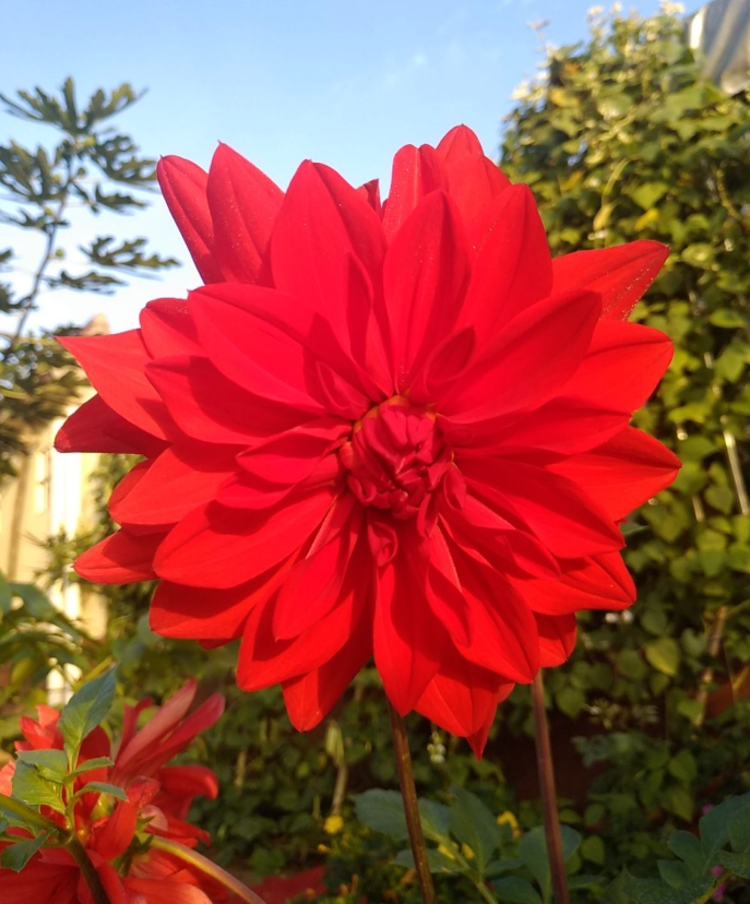 这花只需种一次 就能年年有花赏 还会越长越多 腾讯新闻