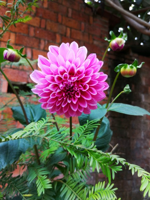 这花只需种一次 就能年年有花赏 还会越长越多 腾讯新闻