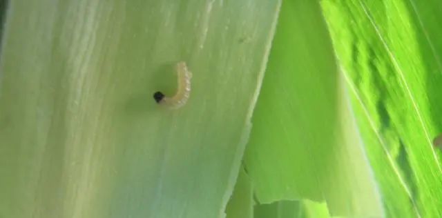 玉米螟|大喇叭口期，玉米出现孔洞、茎杆折断，警惕玉米螟危害！