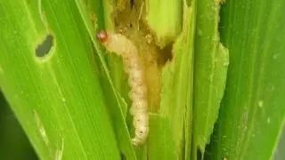 玉米螟|大喇叭口期，玉米出现孔洞、茎杆折断，警惕玉米螟危害！