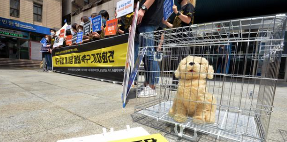 狗肉|吃狗肉增强抗暑能力？韩国民众戴头套抗议狗肉节并举行“狗葬”