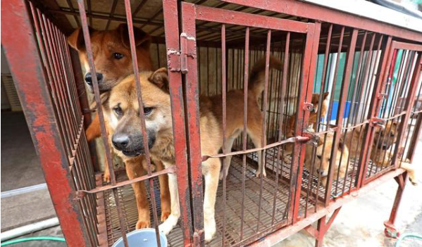 狗肉|吃狗肉增强抗暑能力？韩国民众戴头套抗议狗肉节并举行“狗葬”