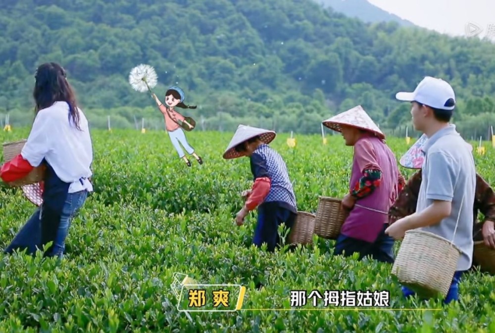 郑爽|郑爽吹彩虹屁翻车，遭老奶奶回怼，做演员这么多年，还是不会说话