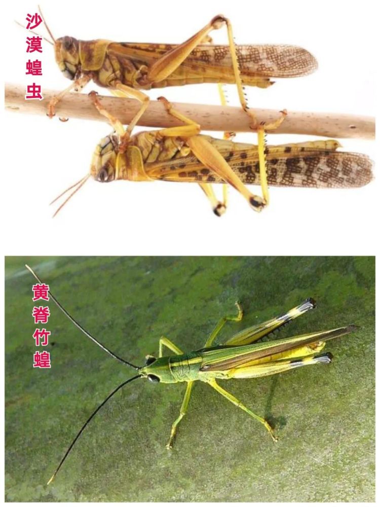 蝗灾|蝗灾为何频繁爆发？真的是宇宙在清理地球吗？