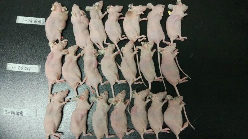 李红良|李红良的回复没毛病：“没有参与女儿实验”