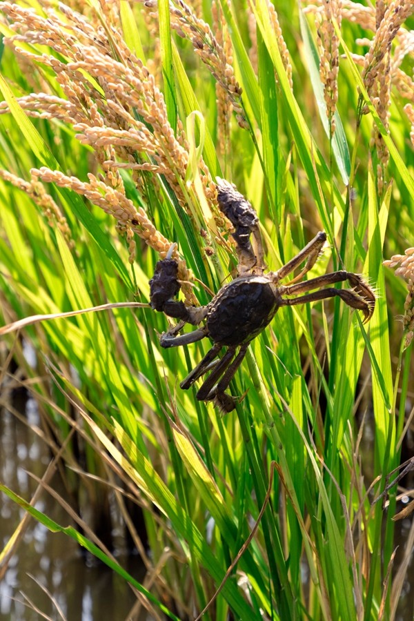 走向我们的小康生活稻蟹共生助力盘锦奔小康