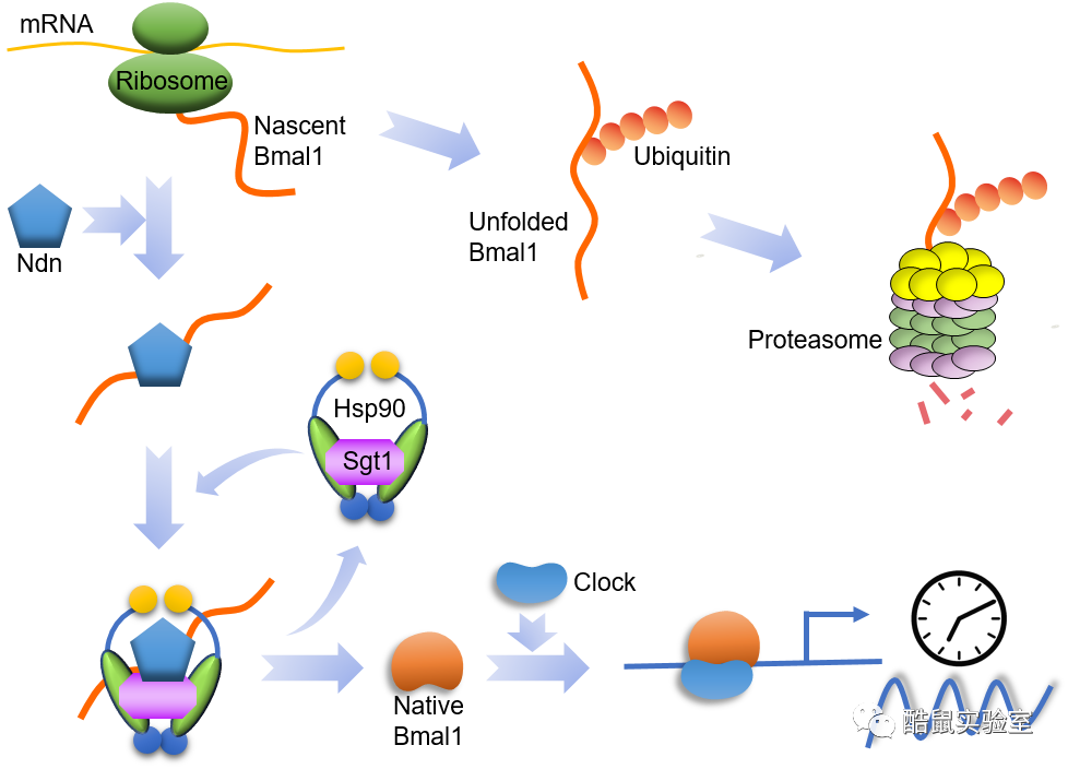 胶质母细胞瘤|脑科学日报：胶质母细胞瘤新靶标被发现；限时饮食可以减肥！