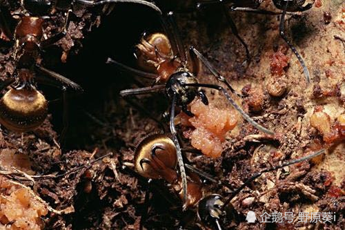 蚁后 死后 剩下的蚂蚁会怎样 蚂蚁