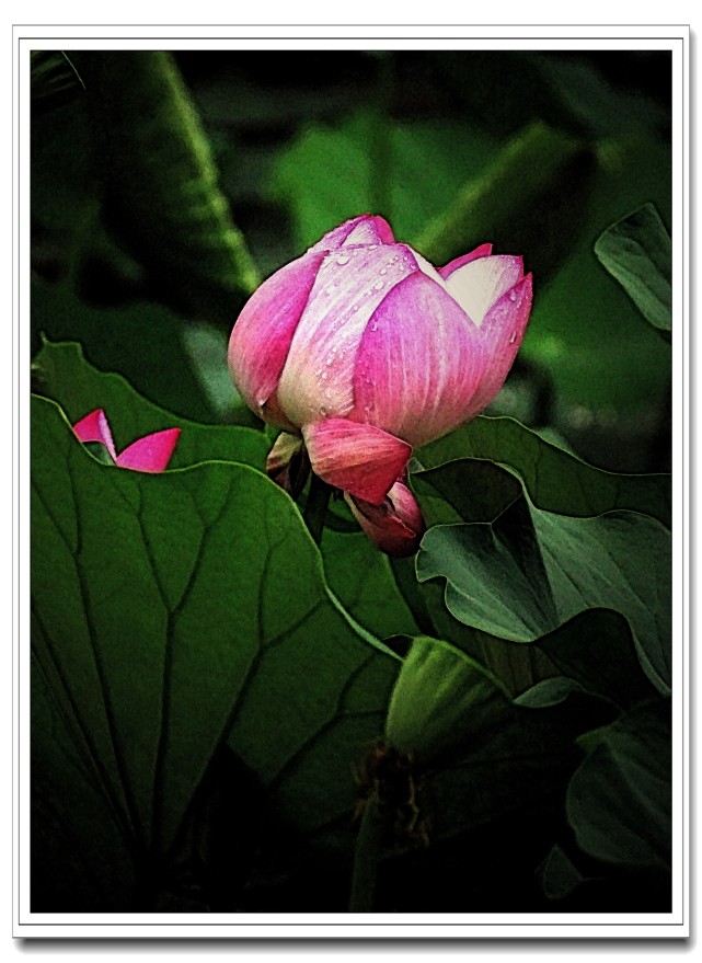 拍荷花 遇雨 遇太阳雨 五分钟之内在家的人 不知道下过雨 荷花