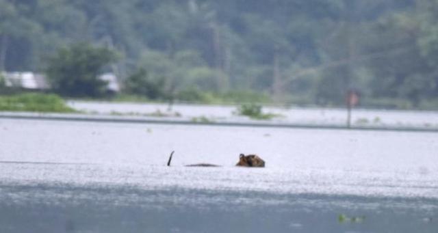 印度_社会|人间悲剧：印度洪水肆虐，上千村庄被淹，新冠感染又即将破百万