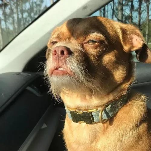 那些长相"惊艳"的狗狗,辣眼睛,你被丑到了吗?