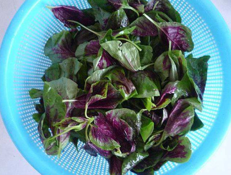 但很多人不知道是我们的日常饮食中也有补血效果佳的蔬菜,苋菜便