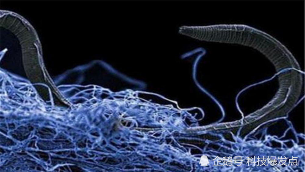 地外生命|在氢气中存活的生物？颠覆研究认知，此前的方向或是错误的！