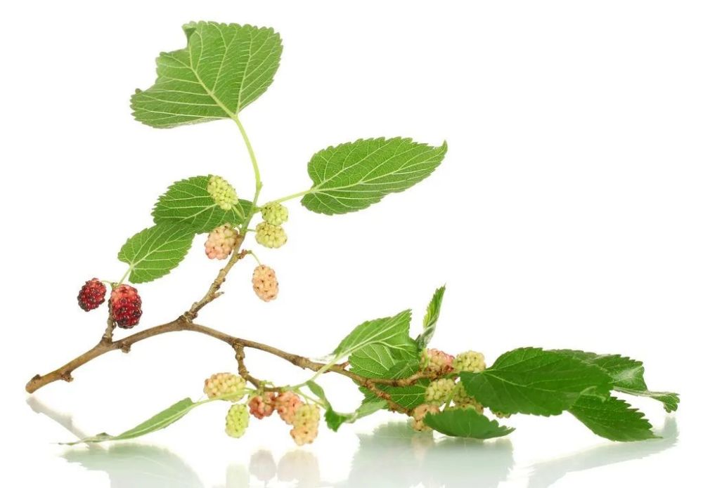 【今日讲解】祛风湿药:桑枝