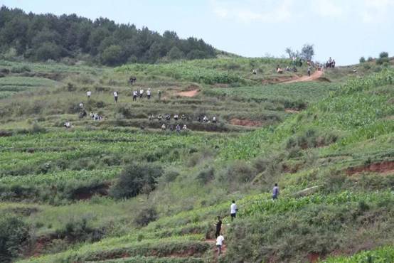 黄脚三趾鹑|贵州小县城传出“龙吟”，叫声洪亮婉转悠长，专家调查后大惊失色