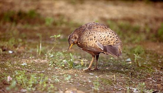 黄脚三趾鹑|贵州小县城传出“龙吟”，叫声洪亮婉转悠长，专家调查后大惊失色