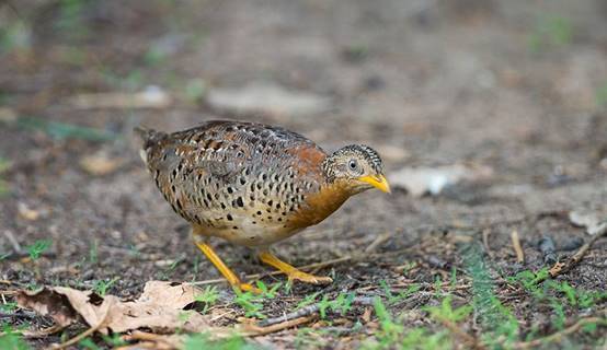 黄脚三趾鹑|贵州小县城传出“龙吟”，叫声洪亮婉转悠长，专家调查后大惊失色