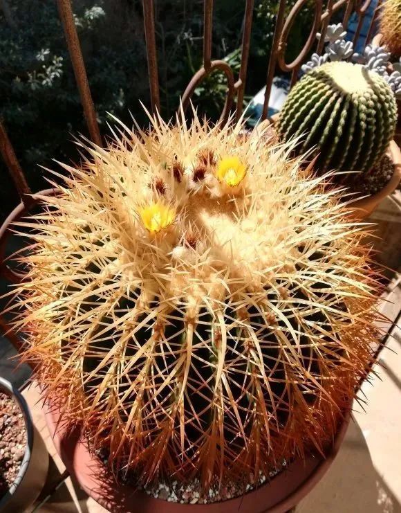 家里养这8种"丑花",家里养一盆,高大霸气,镇宅吉祥!