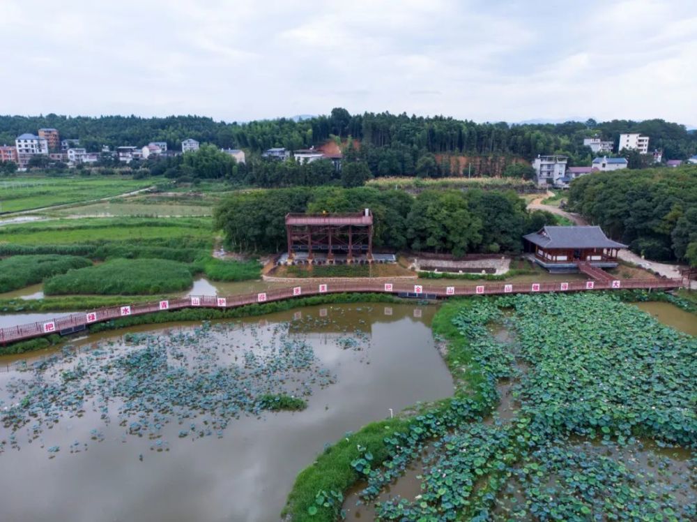 "三大创新"兴三农——莲塘镇山桥村高质量发展纪实